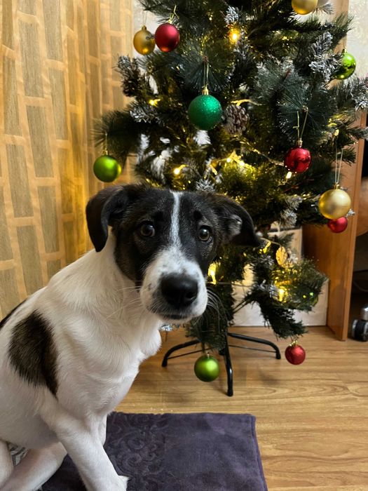 Чарли — добрый молодой пёс ищет дом