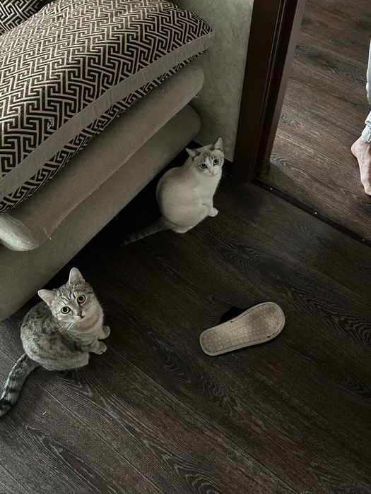 Кошки в хорошие руки