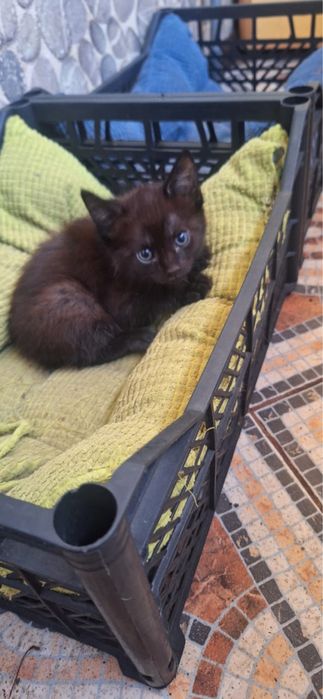 Котята от мамы крысалова