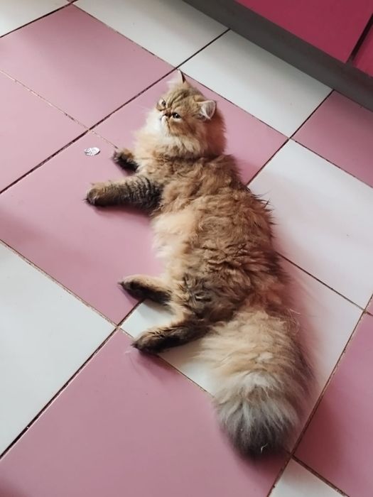 Персидские котята разные