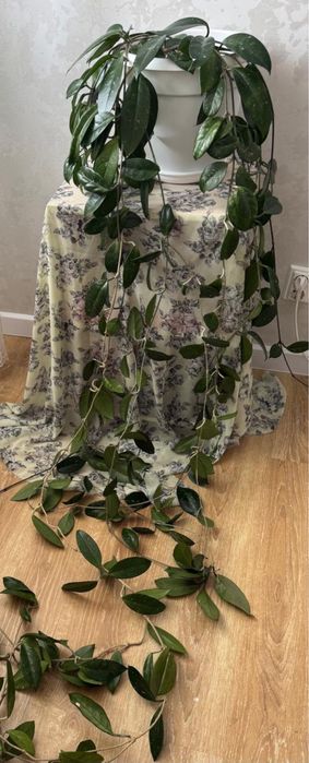 Продам цветы Хойа