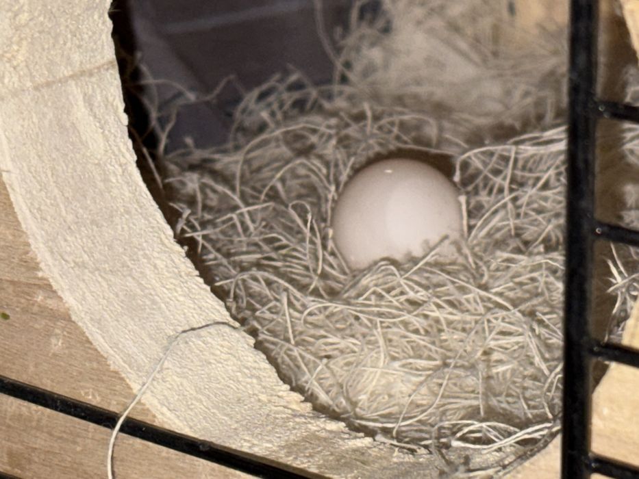 Двойка корели снасят постоянно