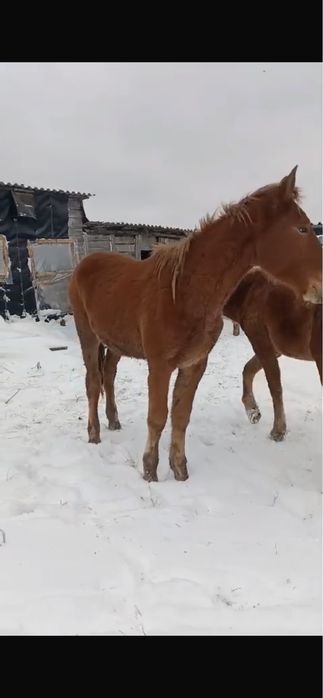 Продам двухлетку