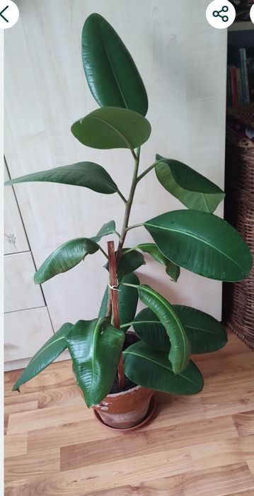 ficus, plantă naturală decorativă