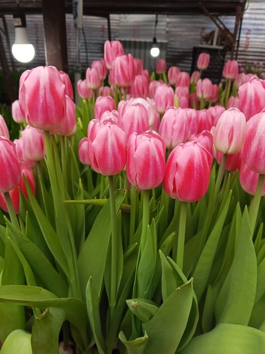 Продам тюльпаны  оптом