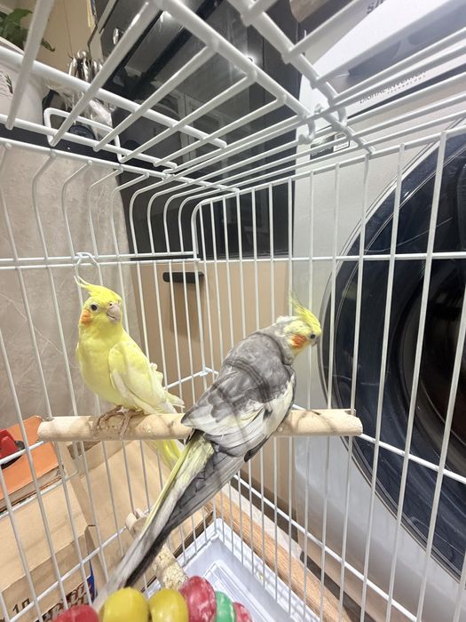 Продам попугай корелла