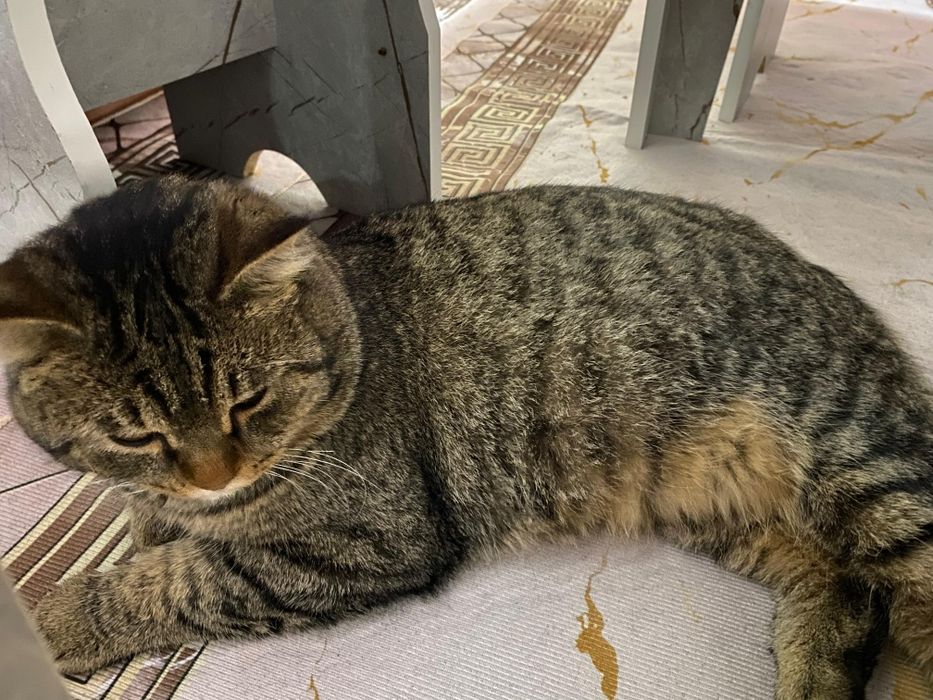 Отдаю кота в надежные руки