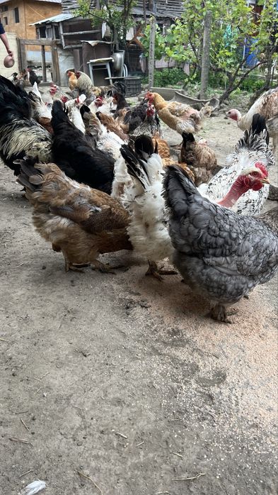 Gaini crescute la țară, hranite natural
