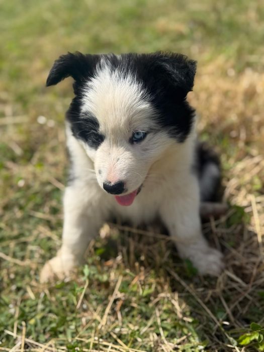 Pui Border Collie