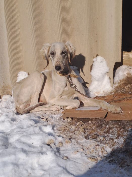 Тазы сатылады 2 жасар