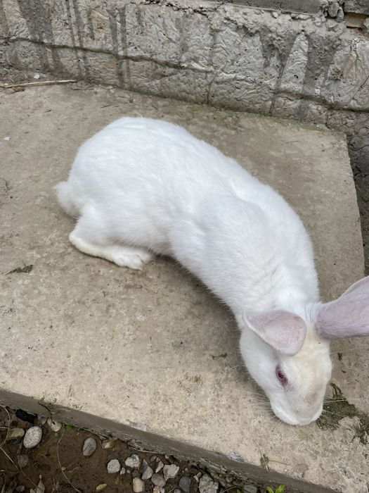 Quyon erke zoti toza