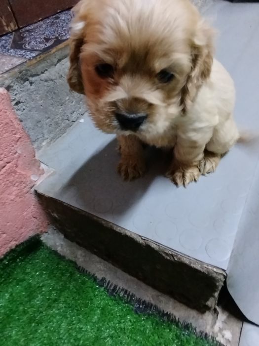 Продавам 2 кученца кокер шпаньол