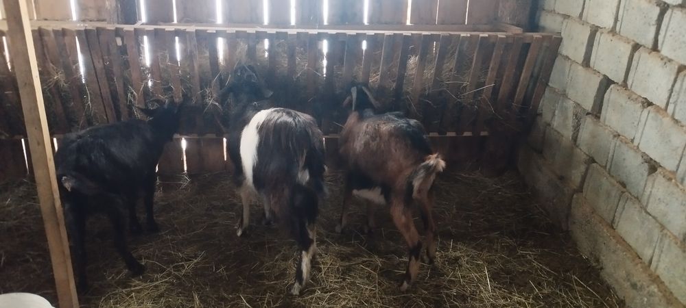 Vând 2 capre și un țap sau schimb cu 2 oi.