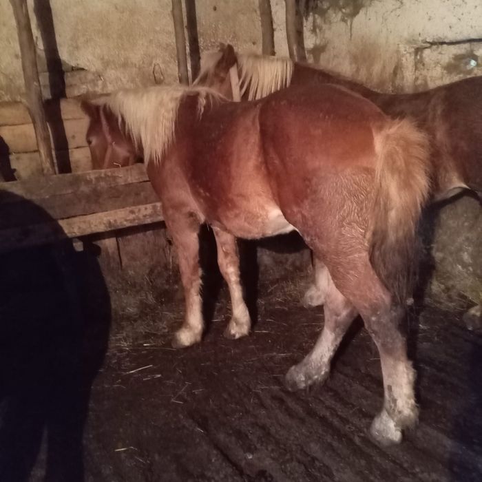 Vand 2 cai si 3 mânji