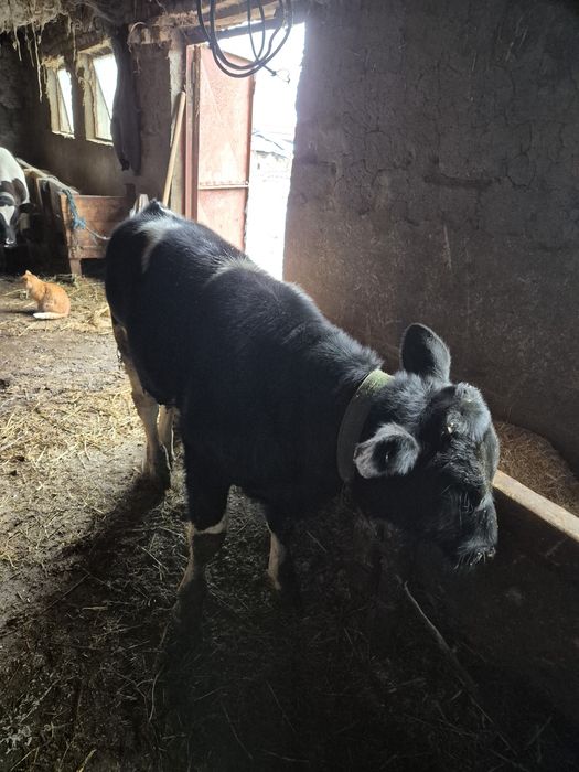 Pentru vanzare 2 taurasi!