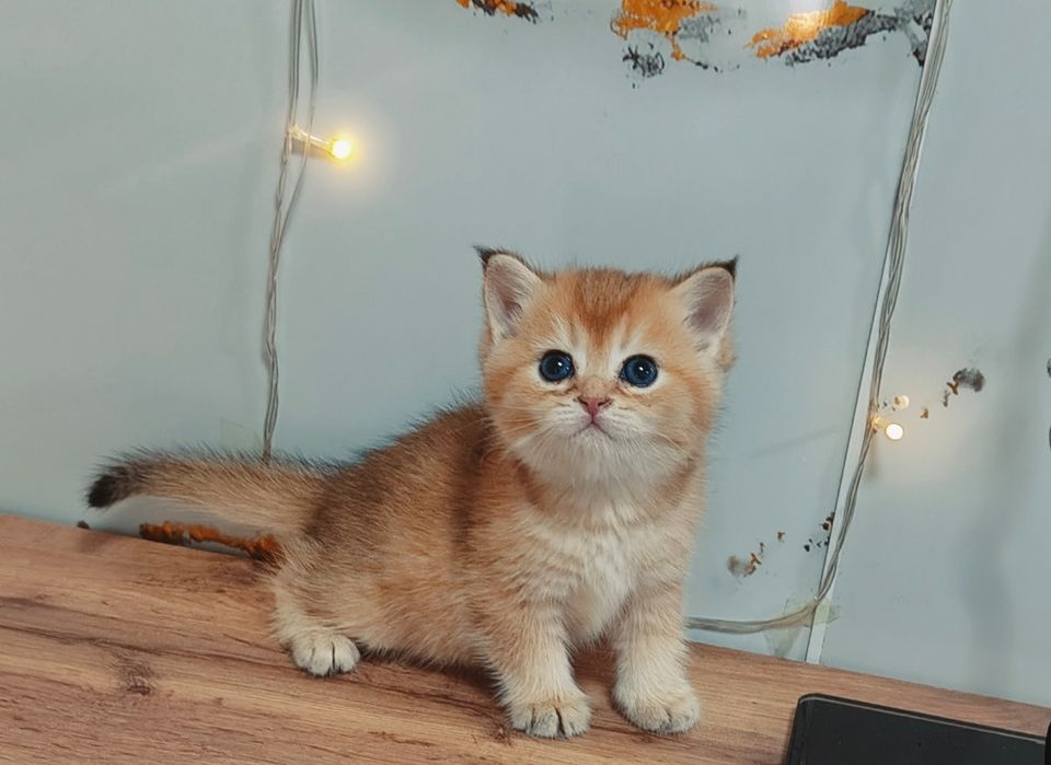Котята Алматы Офигенный Котик Шиншилла