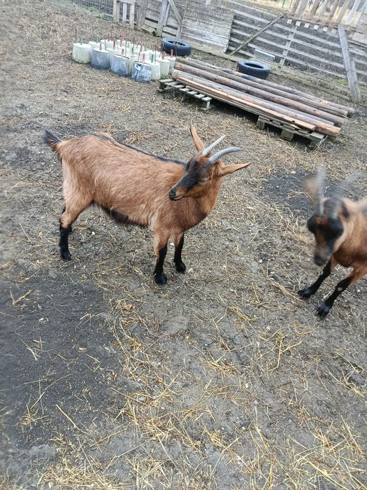 Vând  capra alpin francez