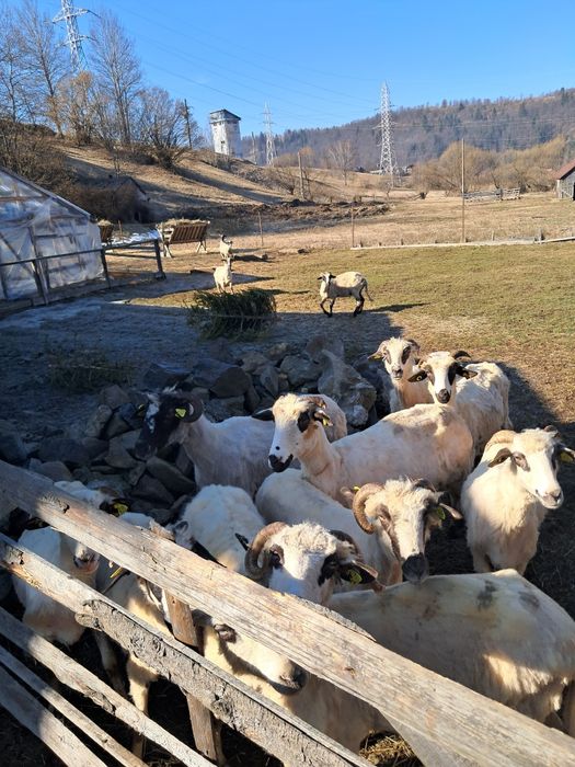 De Vânzare Oi tinere..