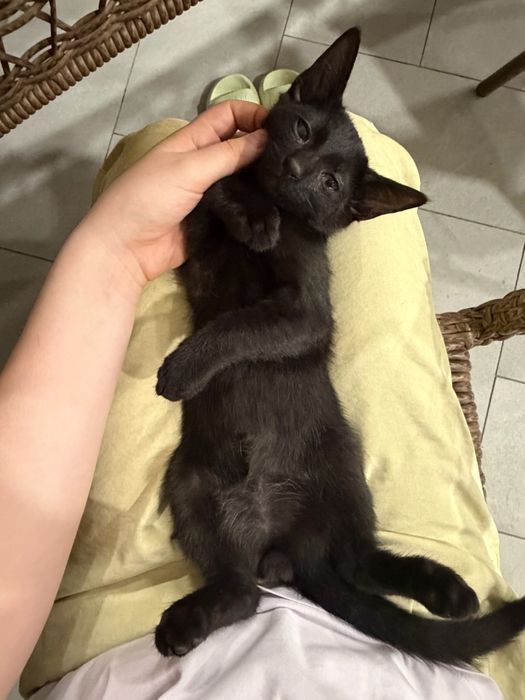 Отдам 2х котят, возраст 3 месяца