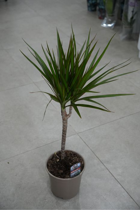 Драцена Маргината 70 см