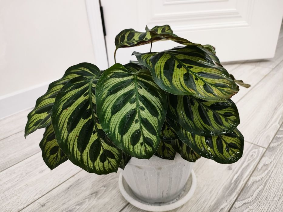 Домашние цветы, доставка