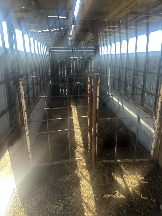 Срочно ! Скотовоз!