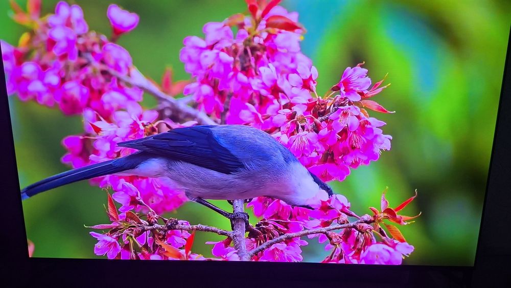 Sony Bravia 8 ii XR8 M2