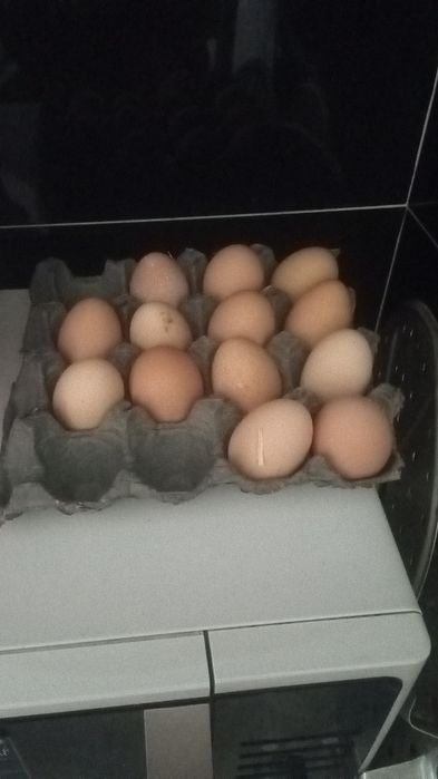 Qoni toza Bramalar tuximi bor