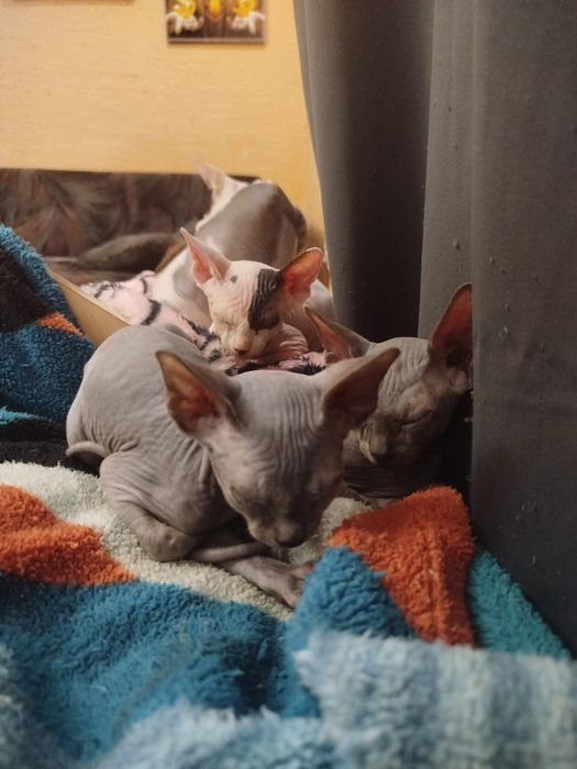 Канадский сфинкс