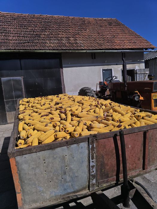 Porumb de vânzare