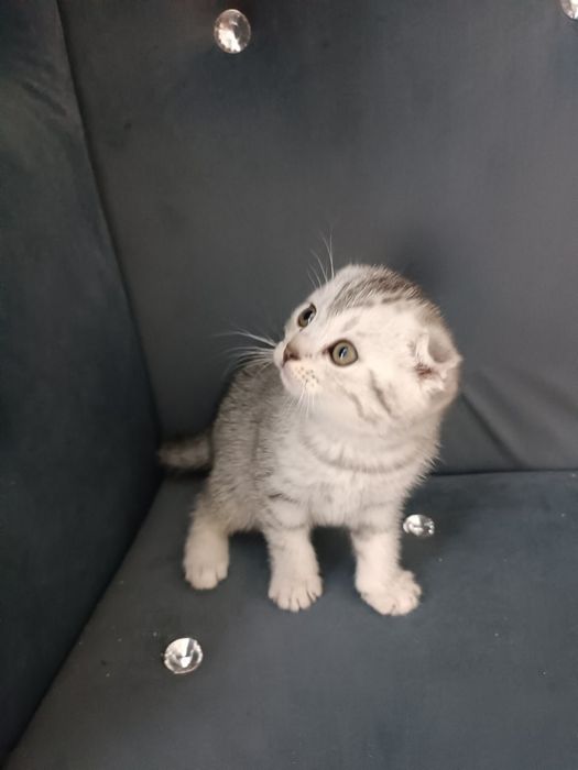 Серебристый табби шиншилла