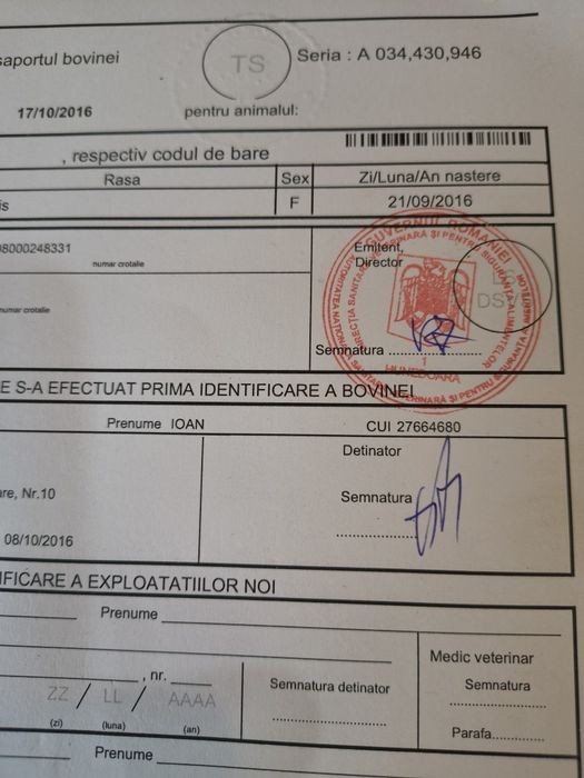 Vacă cu vițel de 4 săptămâni,fătată