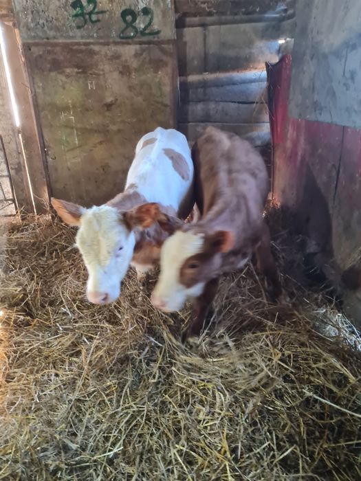 Vând vițele bălțate