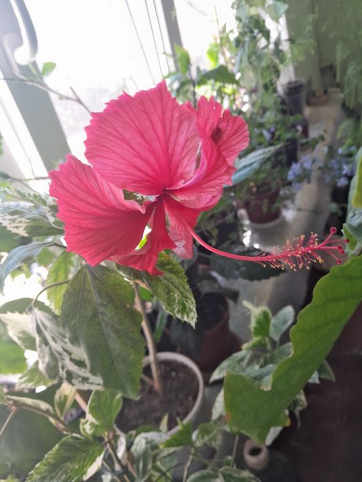 Продам черенки комнатных растений