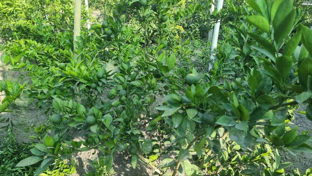 Mandarin koʻchatlari sotiladi