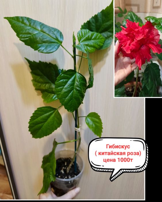 Продам комнатные цветы