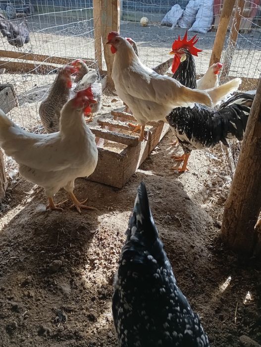 Vând ouă de găini de rasa foarte frumoase de rasă