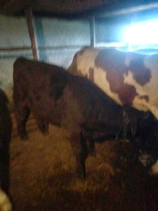 De vânzare Taur Vițel Mânzat