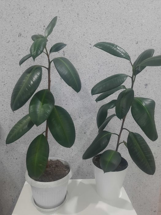 Продам комнатные фикусы