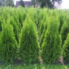 Туя Фастигята (Западна)-(ЖИВ ПЛЕТ) 40-50см