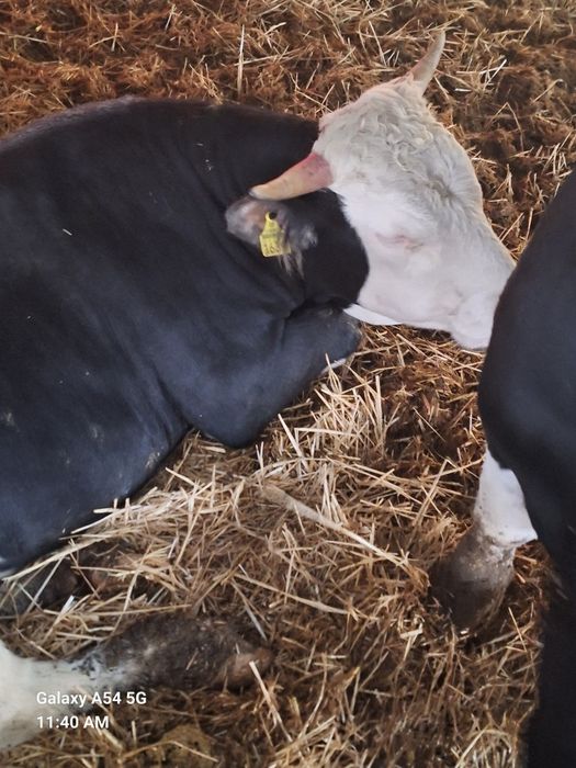 Vând 70 de viței rasa mixta