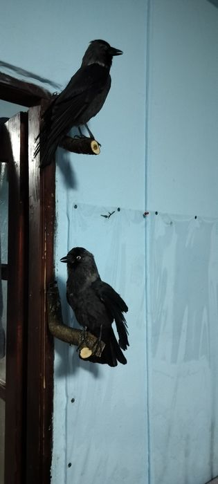 Păsări naturalizate (împăiate)