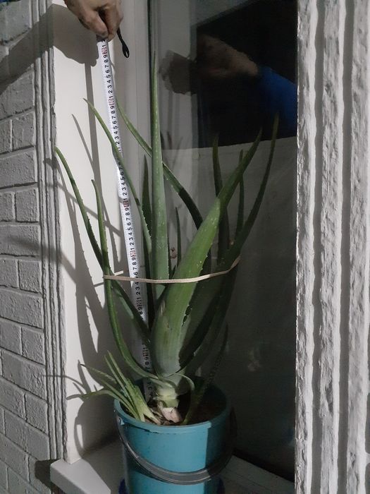 Алоэ вера 5000тг