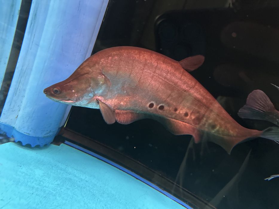 Рыба Нож Хитала.