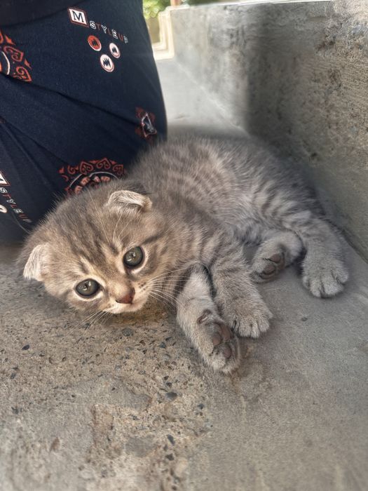 Продам    котят .