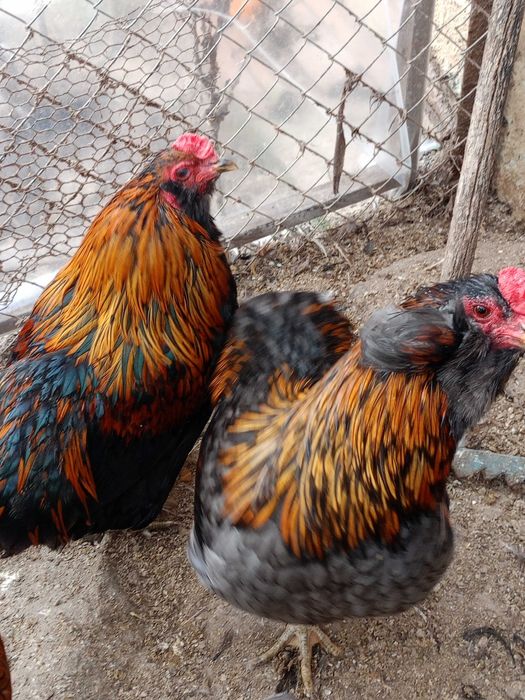 Продавам следните птици..