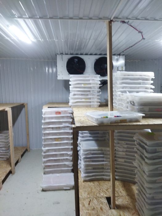 Аренда морозильника  реф контейнера