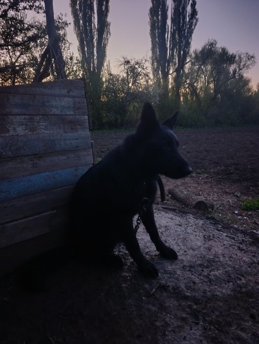 Немецный обчарка