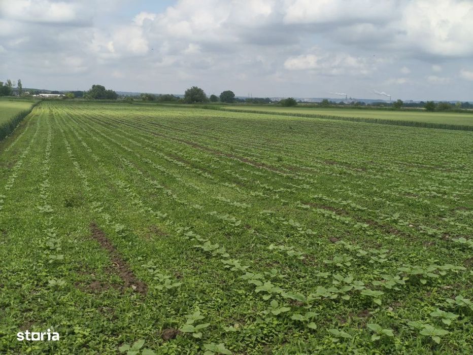 Teren intravilan, zona Scruntari, 8700mp, 30ml front stradal, Radauti