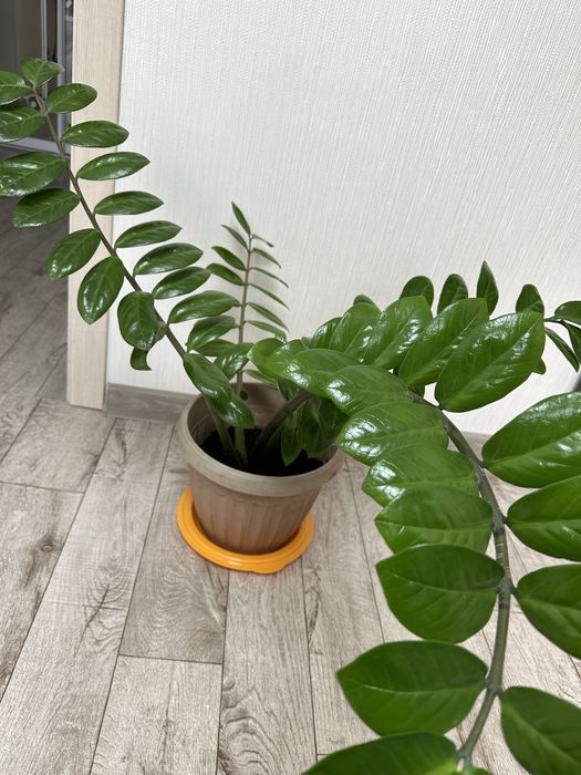 Продам долларовое дерево